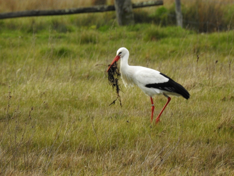 Photo Oiseaux Cigogne blanche (Ciconia ciconia)