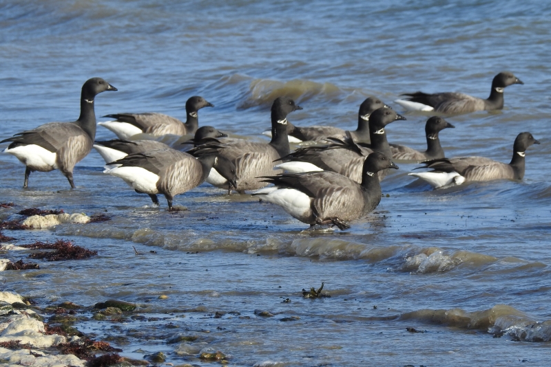 Photo Oiseaux Bernache cravant (Branta bernicla)