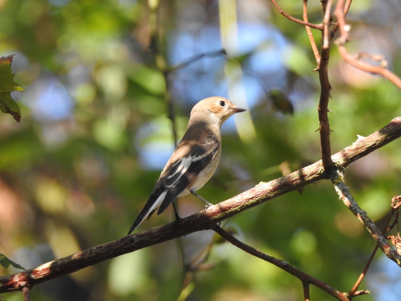Photo Oiseaux gobe mouche noir