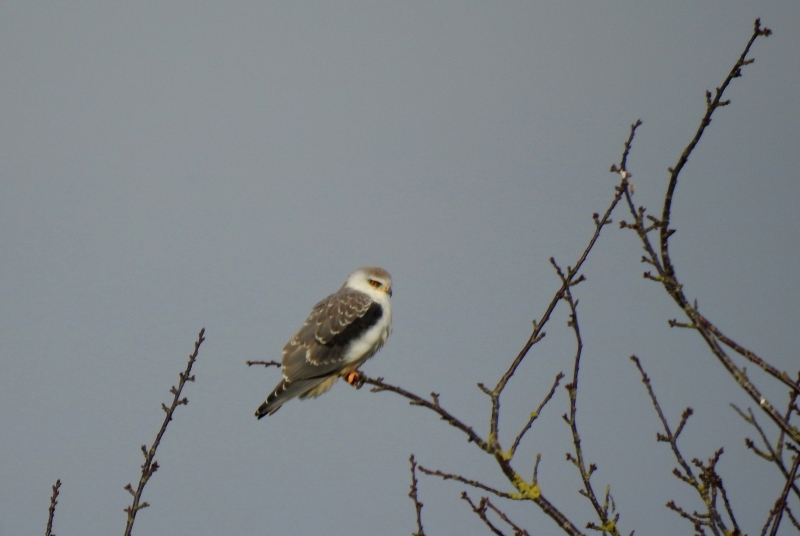 Photo Oiseaux Elanion blanc (Elanus caeruleus)