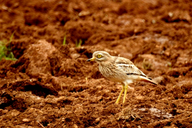 Photo Oiseaux oedicnème criard