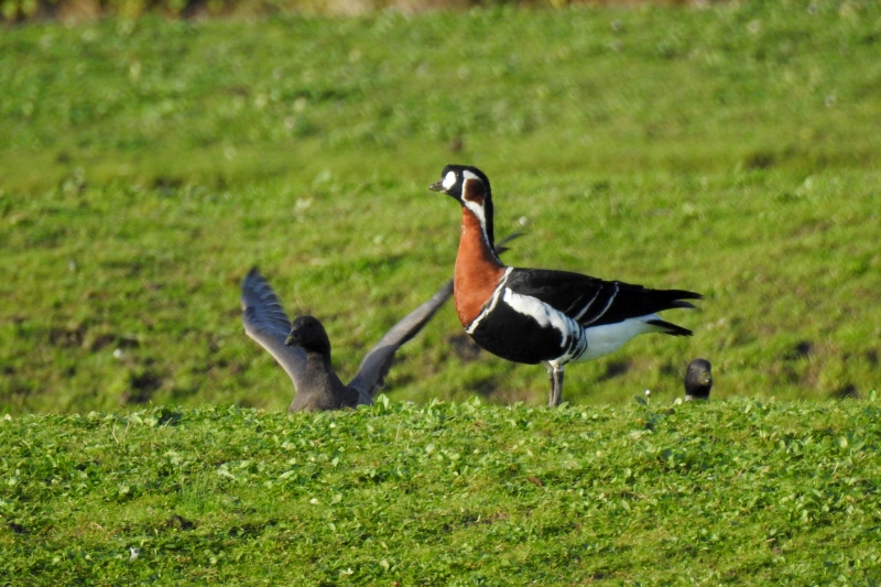 Photo Oiseaux Bernache a cou roux