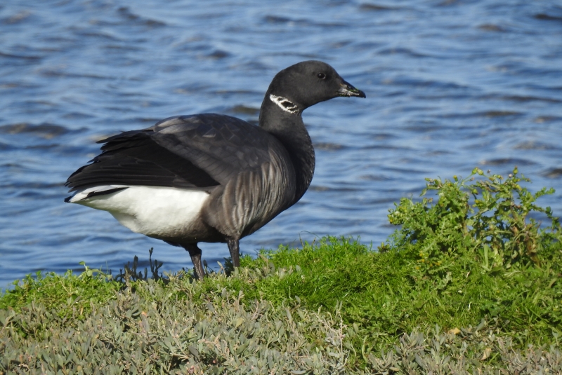 Photo Oiseaux Bernache cravant