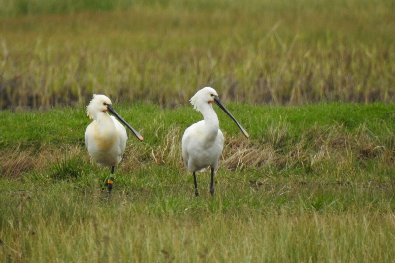 Photo Oiseaux spatule blanche