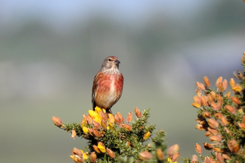 Photo Oiseaux Linotte mélodieuse (Linaria cannabina)