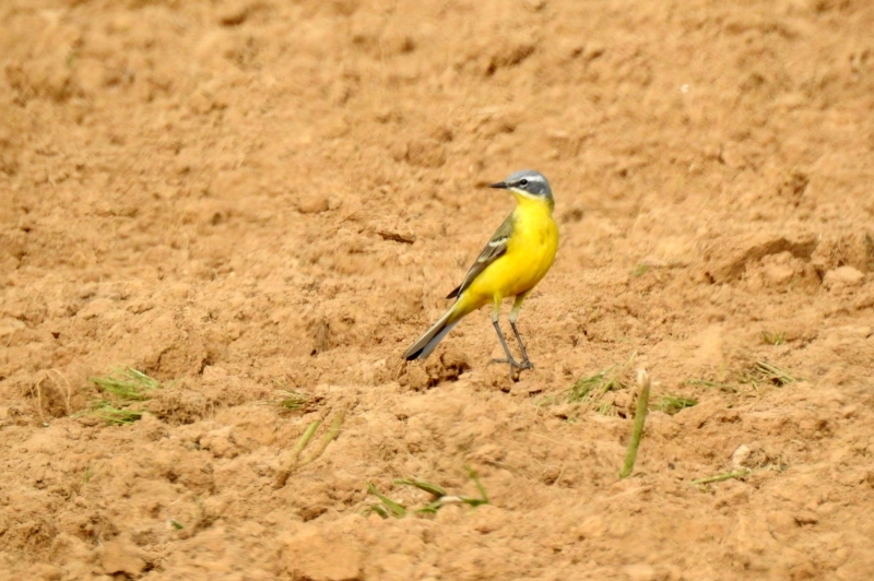 Photo Oiseaux Bergeronette printanière (Motacilla flava)
