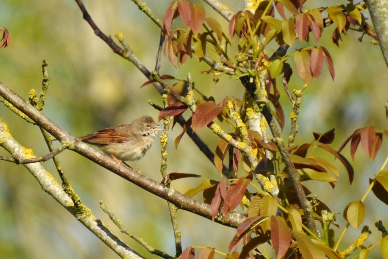 Photo Oiseaux Fauvette grisette