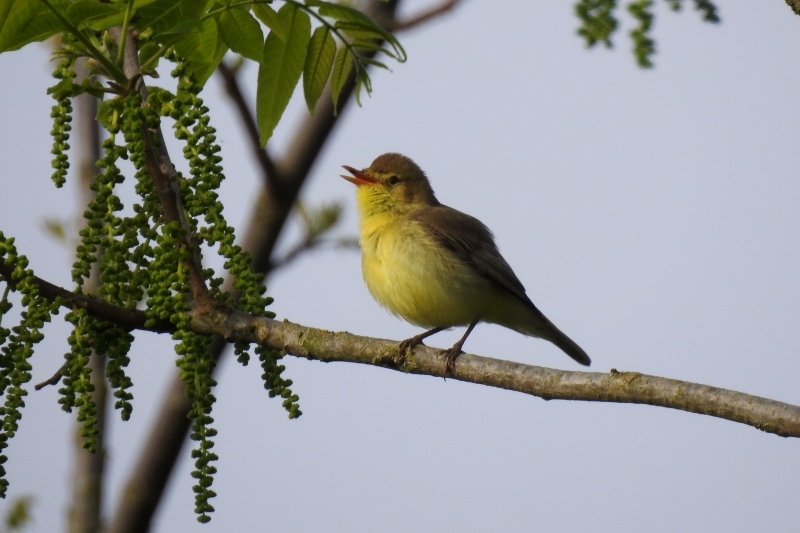 Photo Oiseaux Hypolais polyglotte