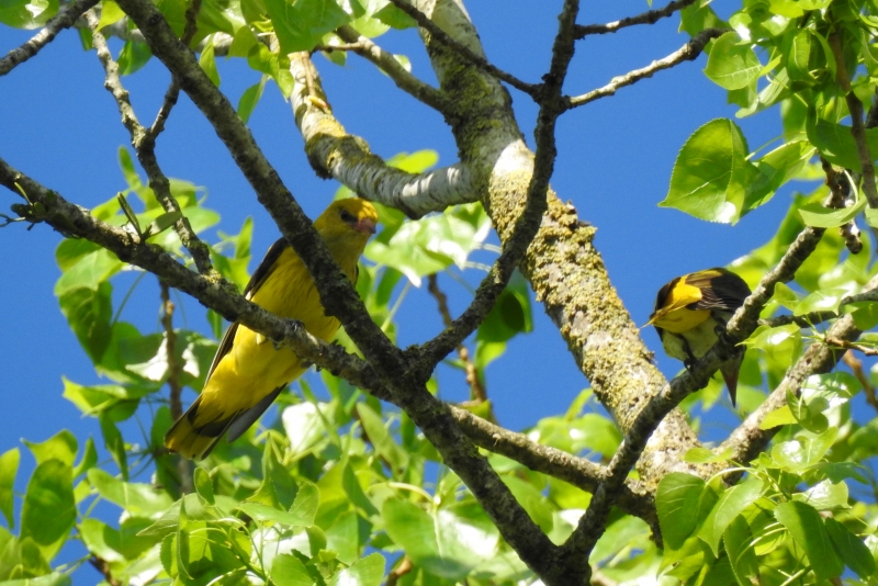 Photo Oiseaux Loriot d'Europe couple