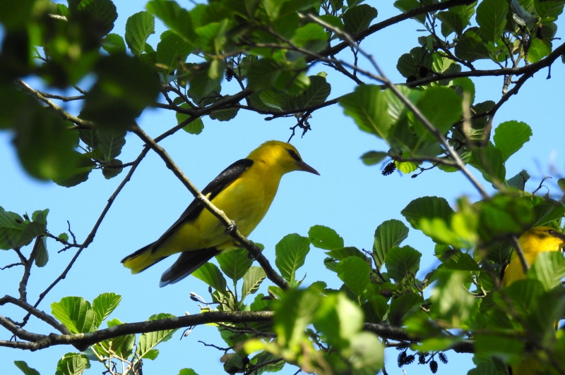 Photo Oiseaux Loriot d'Europe