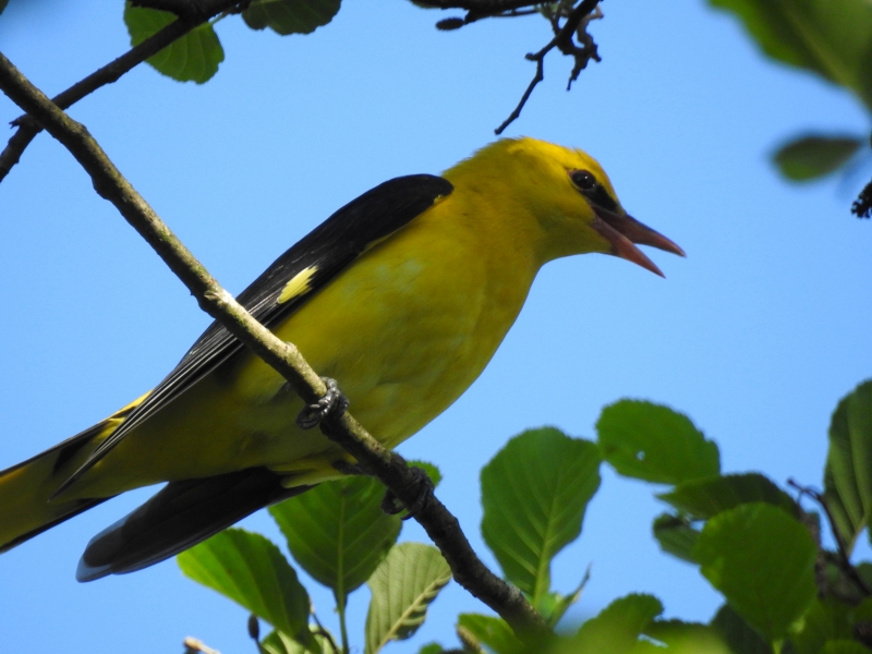 Photo Oiseaux Loriot d'Europe