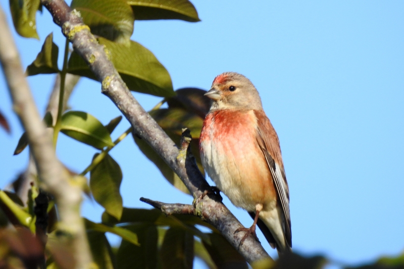 Photo Oiseaux Linotte mélodieuse