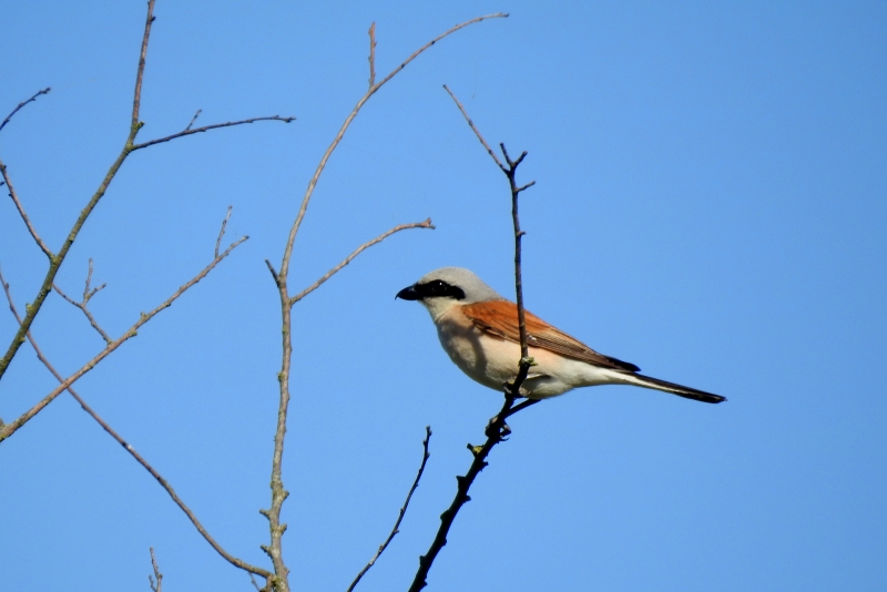 Photo Oiseaux pie grièche écorcheur