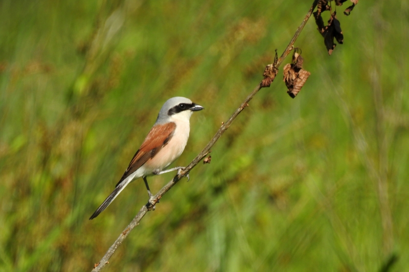 Photo Oiseaux pie grièche écorcheur