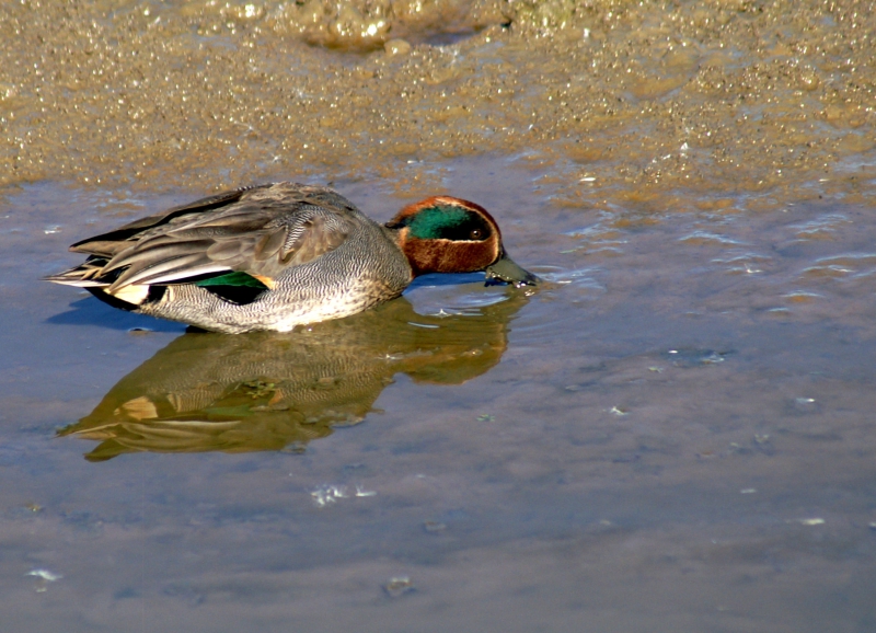 Photo Oiseaux Sarcelle d''hiver mâle