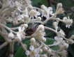 Insectes