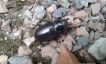 Insectes