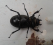 Insectes