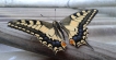 Insectes