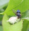 Insectes