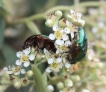 Insectes