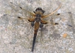 Insectes