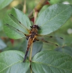 Insectes
