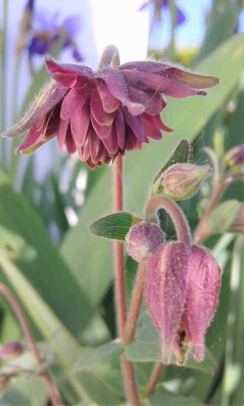 Photo Flore