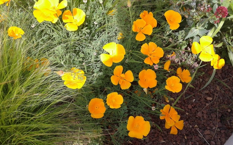 Photo Flore