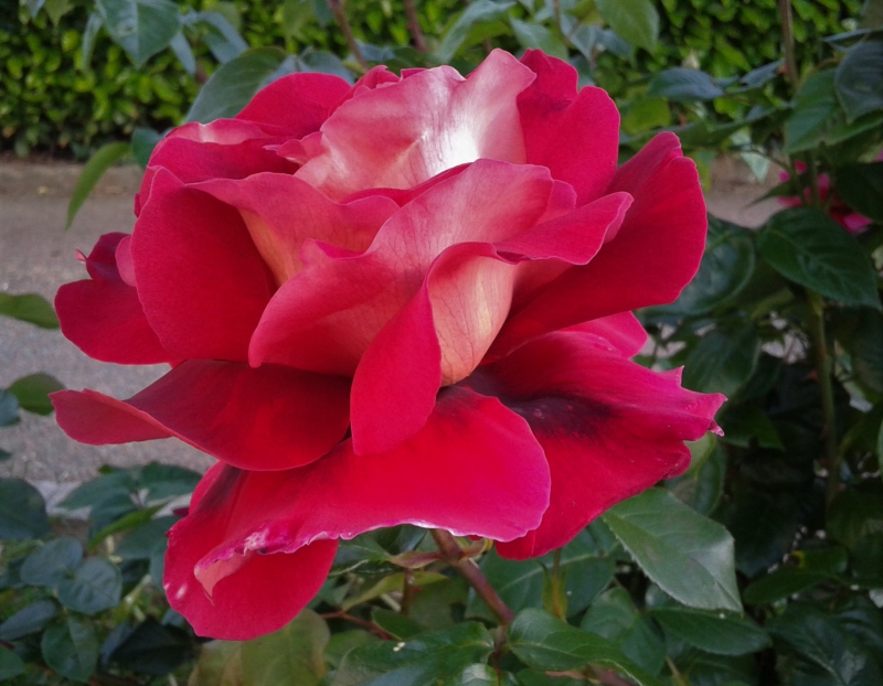 Photo Flore