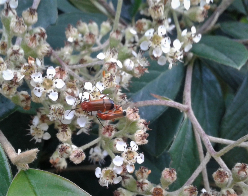 Photo Insectes