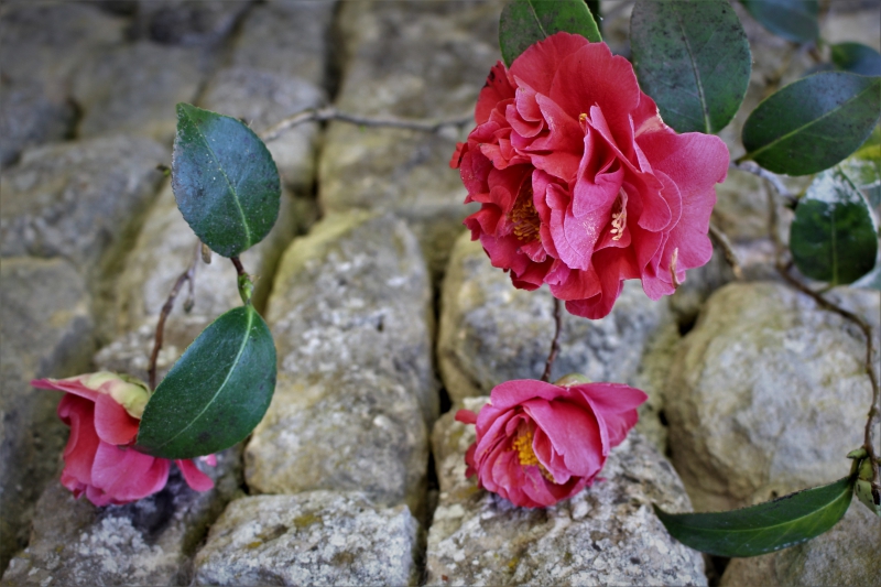 Photo Flore