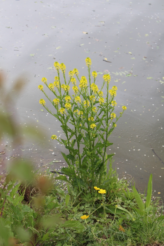 Photo Flore