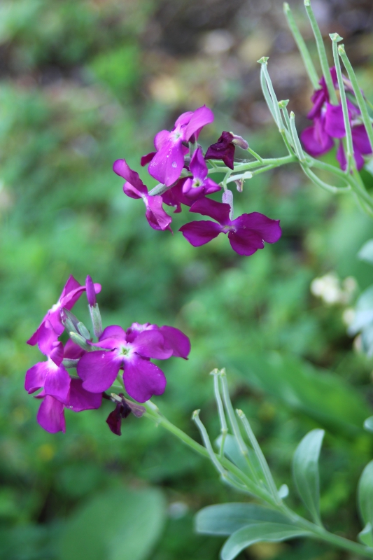 Photo Flore