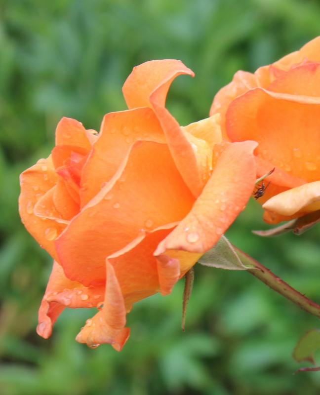 Photo Flore