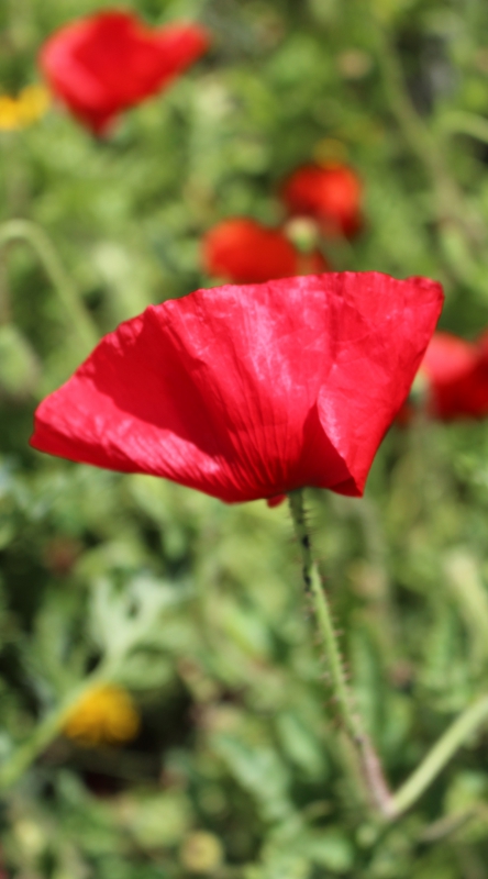 Photo Flore