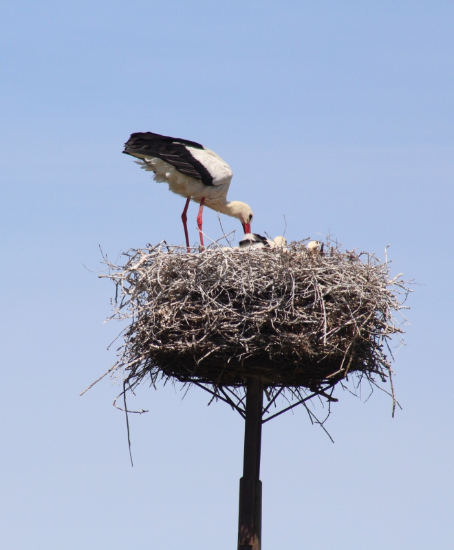 Photo Oiseaux