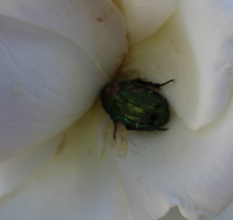 Photo Insectes