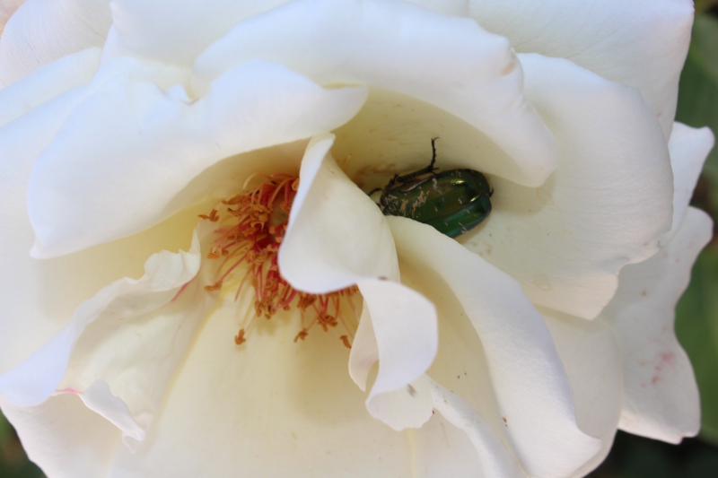 Photo Insectes