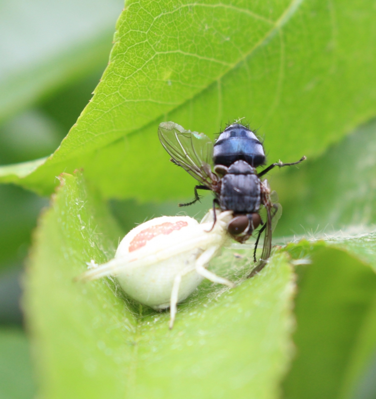 Photo Insectes