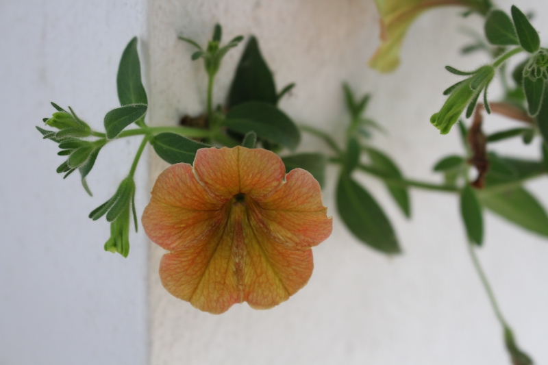 Photo Flore