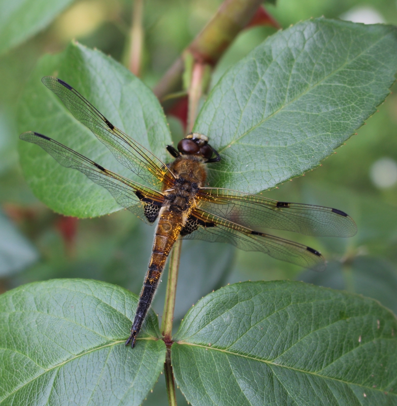 Photo Insectes