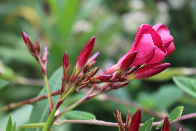 Photo Flore