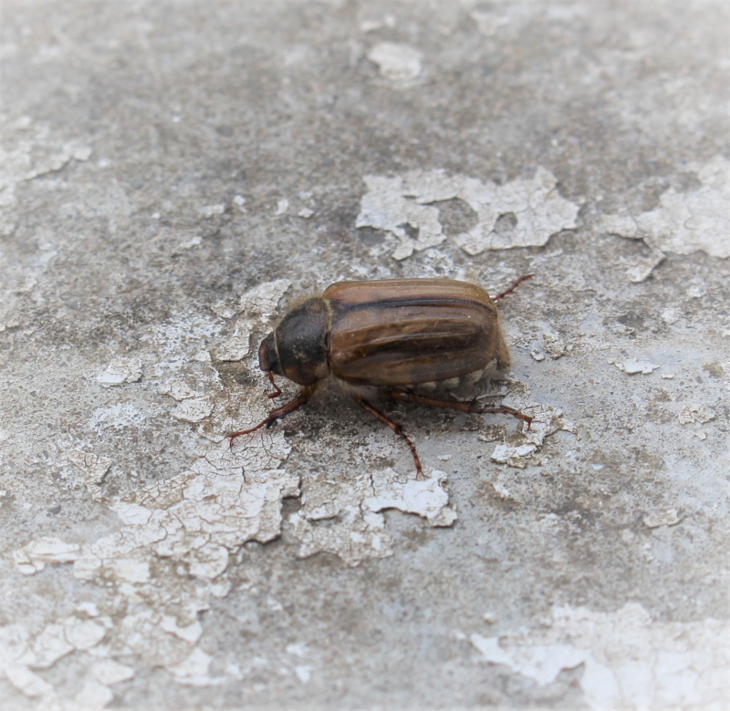 Photo Insectes