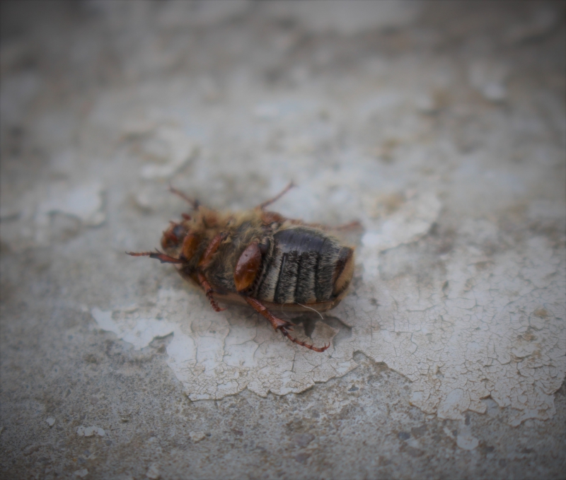 Photo Insectes