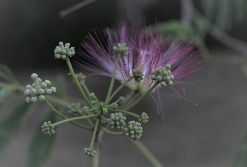 Photo Flore