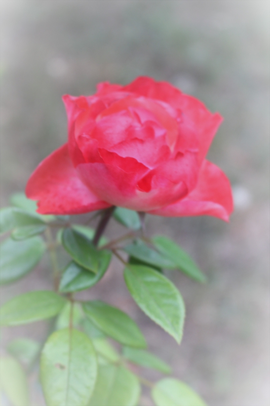 Photo Flore