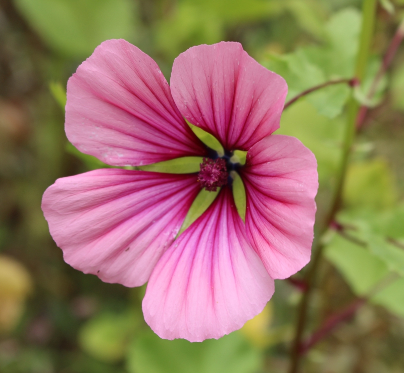 Photo Flore