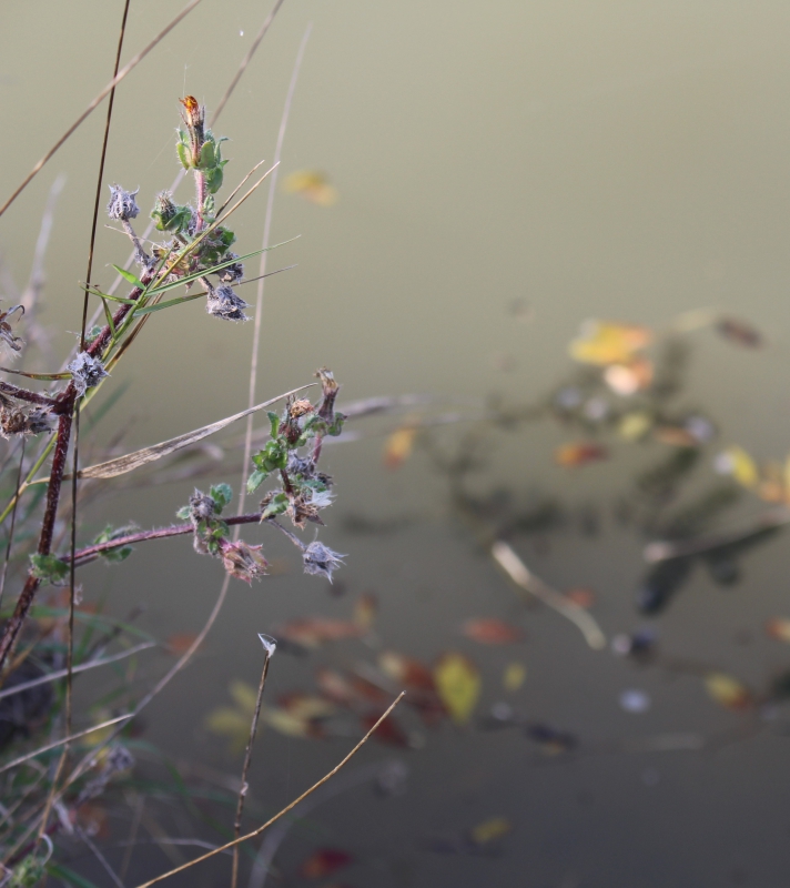 Photo Flore