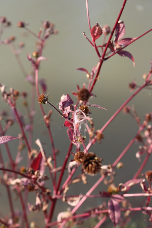 Photo Flore
